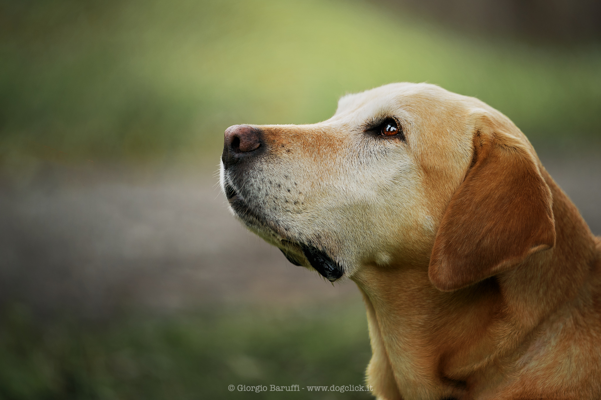 L’amore di un cane è per sempre - Dog Click - fotografo di cani